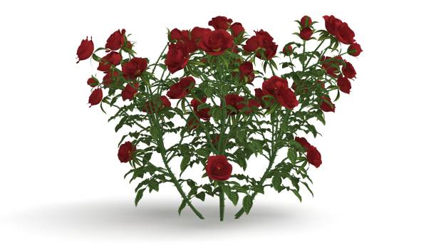 istock 3d rendering of a green plant isolated on white 1142993604