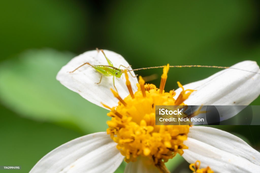 Insect on leaves and flower Macro photography Abdomen Stock Photo