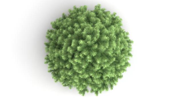istock 3d rendering of a green plant isolated on white 1142994623