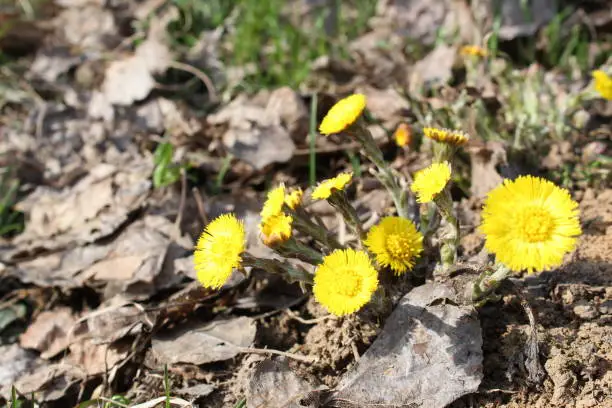 photo of small,yellow flowers.this is one of the first flowers in spring.next to green grass and dry brown leaves.several plants.