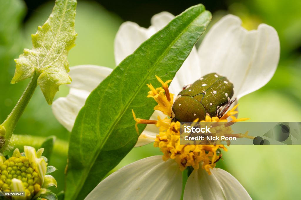 Insect on leaves and flower Macro photography Abdomen Stock Photo