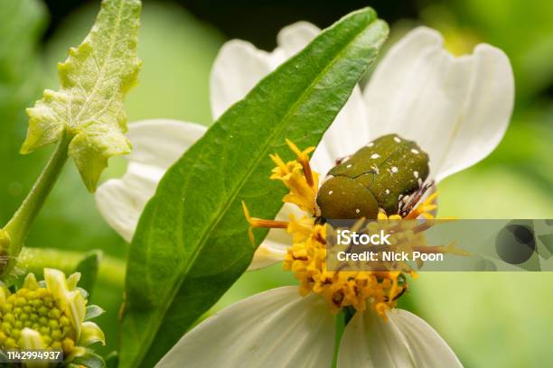 Insect On Leaves And Flower Stock Photo - Download Image Now - Abdomen, Animal, Animal Body Part