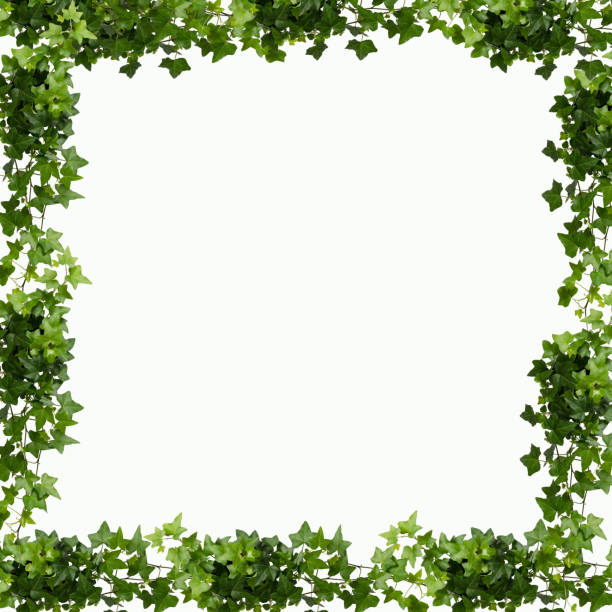 istock frame of green leaves 1142994940
