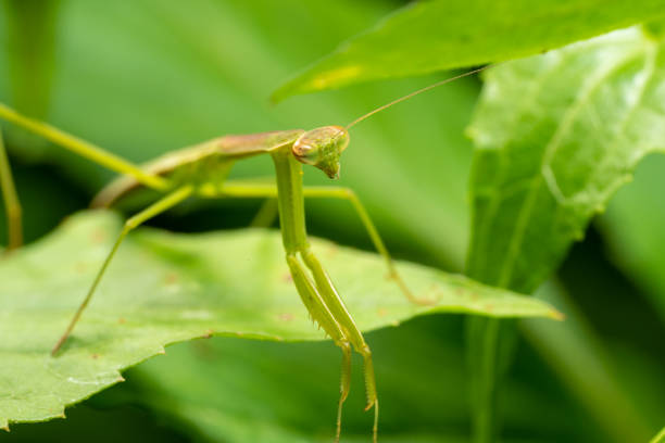 istock Insect on leaves and flower 1142995782