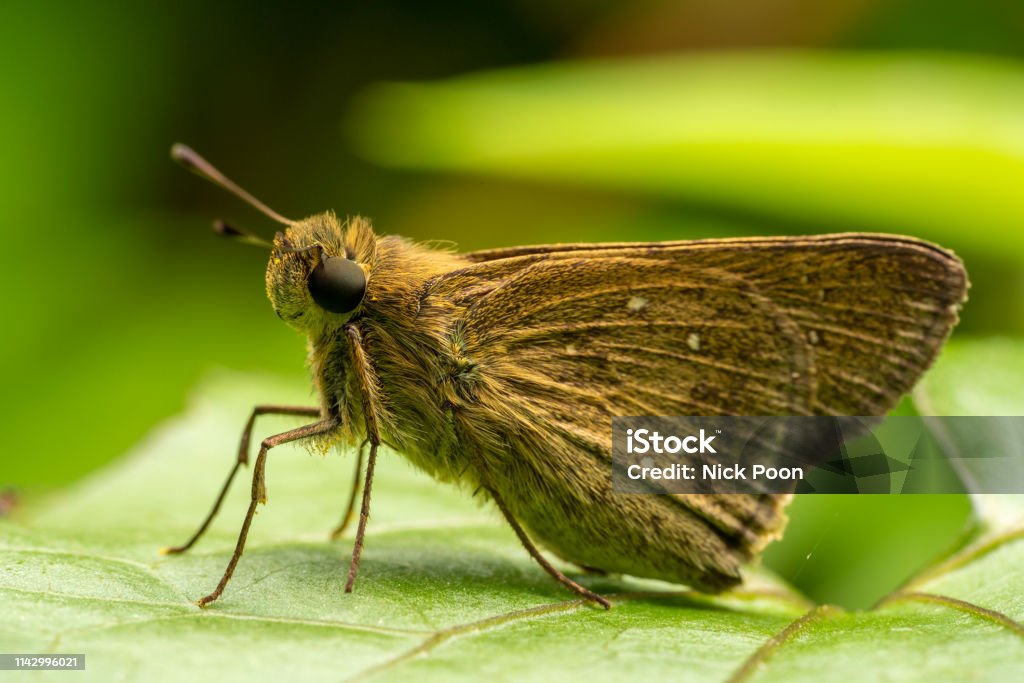 Insect on leaves and flower Macro photography Abdomen Stock Photo