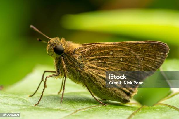 Insect On Leaves And Flower Stock Photo - Download Image Now - Abdomen, Animal, Animal Body Part