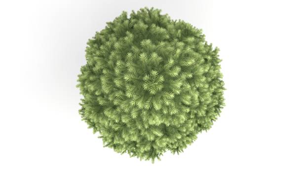 istock 3d rendering of a green plant isolated on white 1142996539