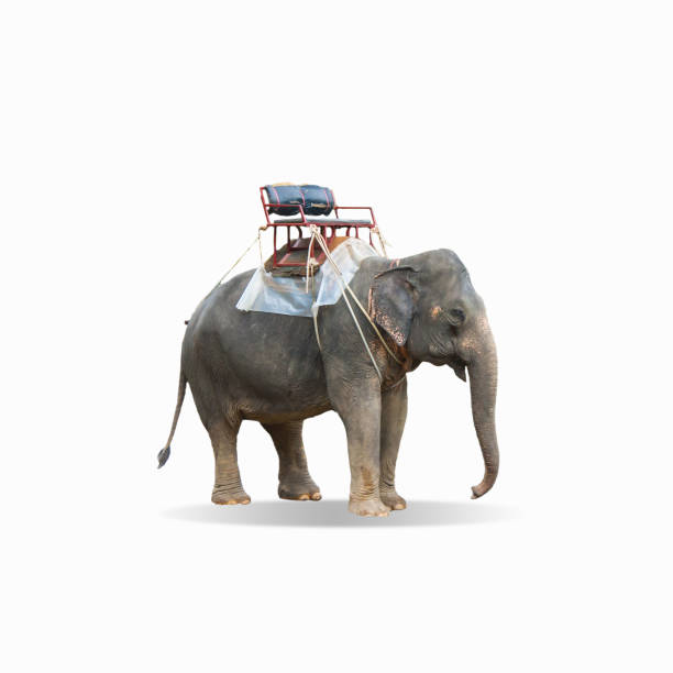 istock elephant with seat on back ,taxe elephant . 1142996645