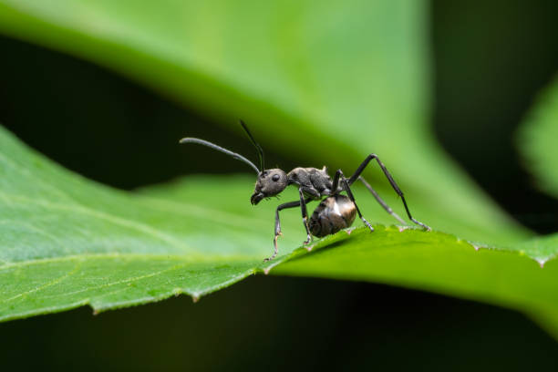 istock Insect on leaves and flower 1142998858