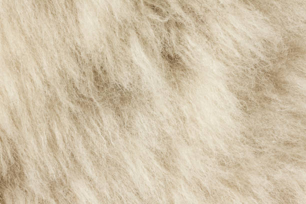 istock Texture of fur hair background 1142998932