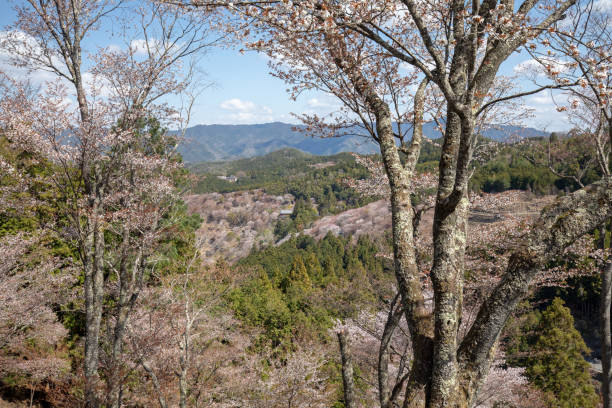 290+ Parque Nacional Yoshino Kumano Fotos Fotografías de stock, fotos e