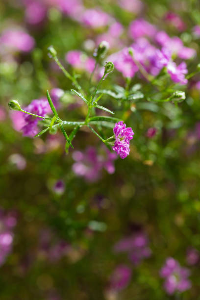 istock Gypsophila paniculata，Cone stone flower 1142999276