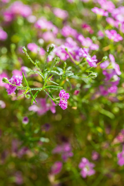 istock Gypsophila paniculata，Cone stone flower 1142999288
