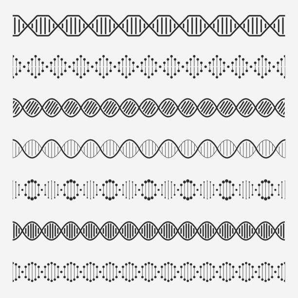 ilustraciones, imágenes clip art, dibujos animados e iconos de stock de elementos de adn. hélice doble cromosomas modelo molécula del genoma modificación del código de adn alteración de la cadena de célula de la química vector border set - hélice forma geométrica