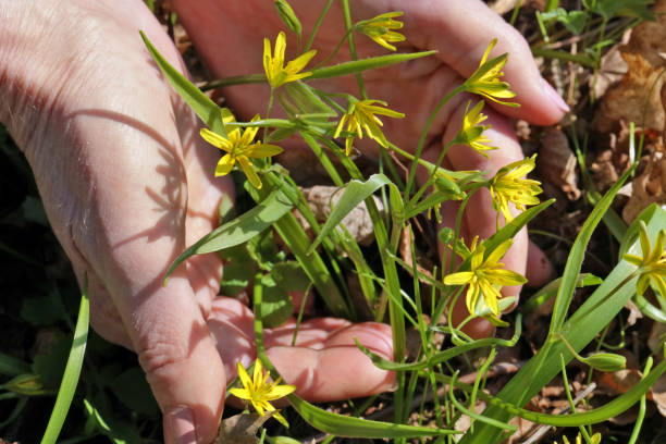 istock An elderly woman gently holds a first spring  blooming  yellow  flowers 1142999898