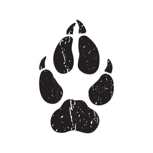 Ð¡Ð»ÐµÐ´Ñ Ð·Ð²ÐµÑÐµÐ¹-01 A trace from a wolf. White silhouette of foot on a black background. Vector. The sign of the print of the wolfs legs. Logo of the footprint. wolf illustrations stock illustrations