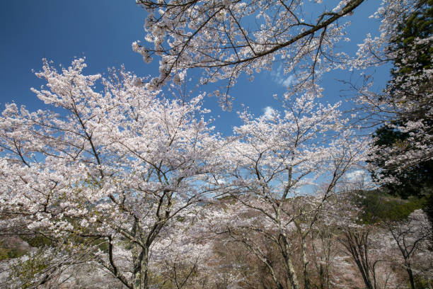 istock Cherry Blossoms of Mt. Yoshino 1143000275