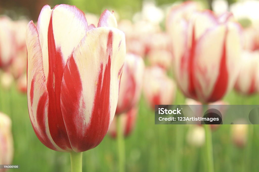 オランダチューリップ花々、太陽の下で - オ��ランダのロイヤリティフリーストックフォト