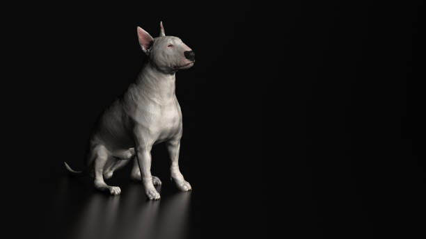 istock Diagonal view of Bull terrier sitting on black floor 3d render 1143001252