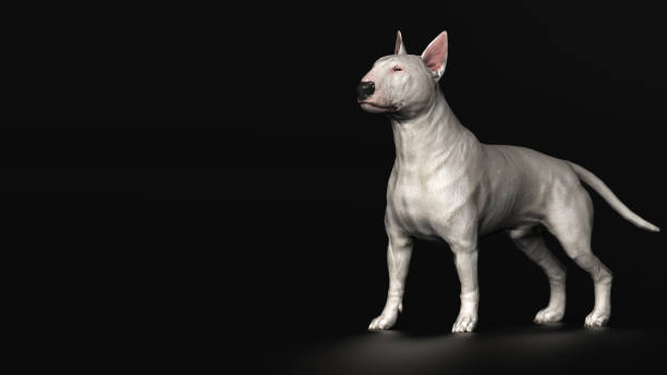 istock Bull terrier standing  black background istolated 3d render 1143001253
