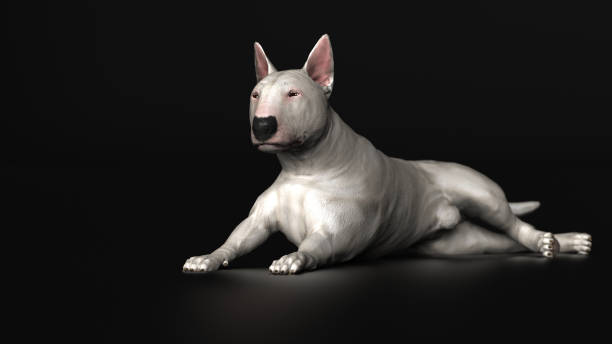 istock Bull terrier laying on black floor 3d render 1143001398