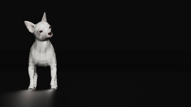 istock Chihuahua dog standing with turned head front view 3d render 1143001637