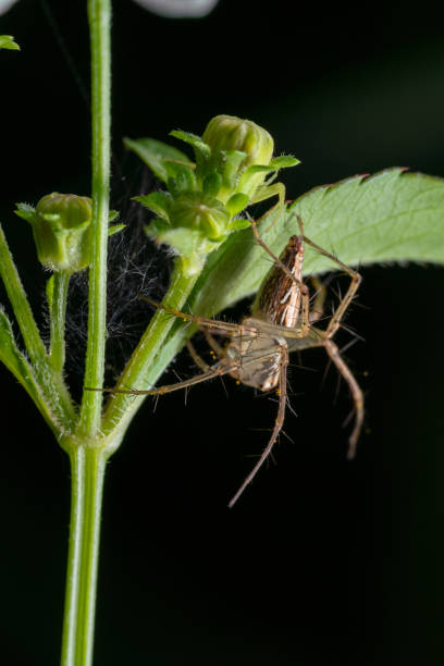 istock Insect on leaves and flower 1143001719
