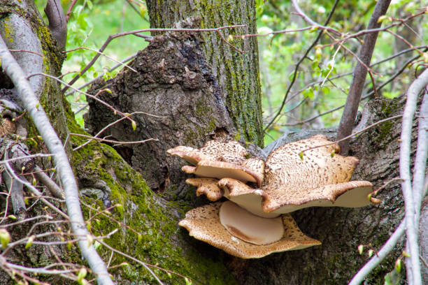 istock large mushroom polyporus squamosus grows on a lime tree 1143001837