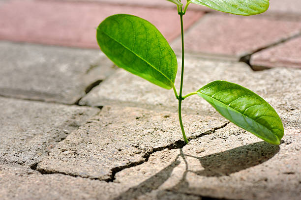 istock Plant growing through crack in pavement 114300312