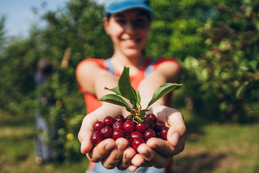 Young woman is holding handful of cherry fruit