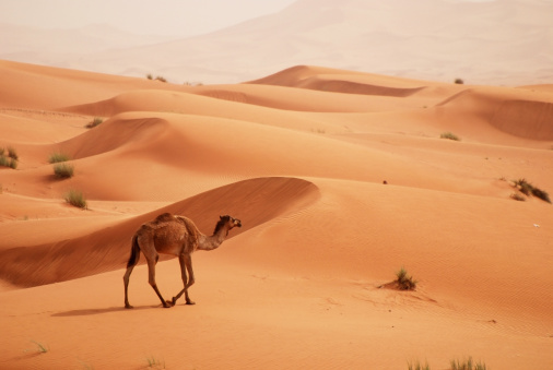 Shingetti. Mauritania. October 05, 2021. A lonely Moor in national dress leads a loaded one-humped camel through the sandy dunes of the Sahara Desert.