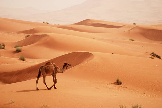 Lone camel walking through the desert stock photo