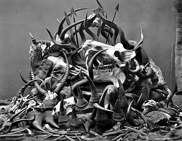 Animal Skulls, Horns, and bones from Poaching, circa 1800s  horned photos stock pictures, royalty-free photos & images
