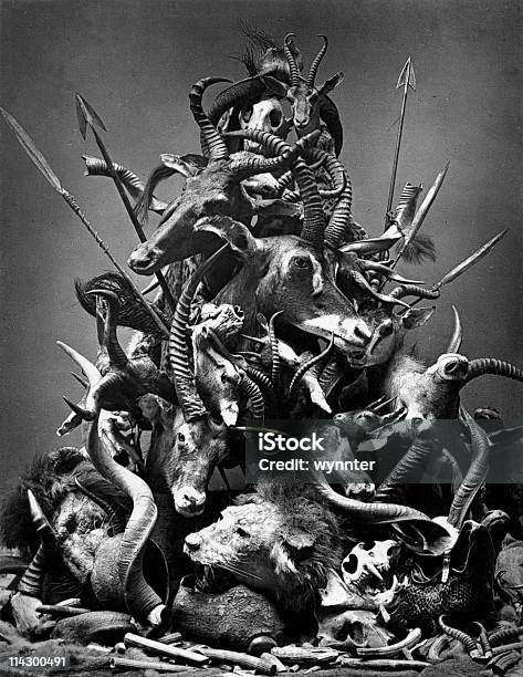 Animal Heads From Big Game Hunting And Poaching Circa 1800s Stock Photo - Download Image Now