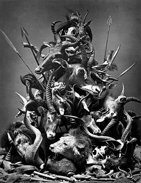 Cabeças de animais da caça grossa e Caça Furtiva, circa 1800 s - fotografia de stock