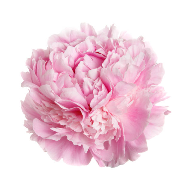 istock A flower gently pink peony isolated on white background. 1143006158