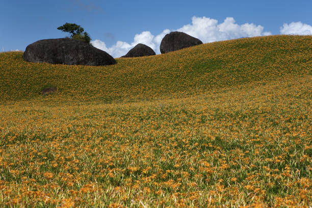 istock Lily,flower sea,Hualien,Taiwan 1143006506