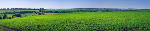 istock Fields landscape in summer sunset and sunrise 1143007112