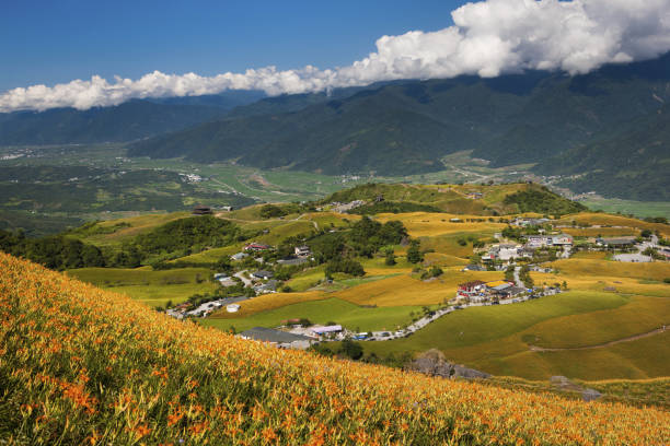 istock Hualien, Sixty stone mountain, Orange Daylily 1143007165