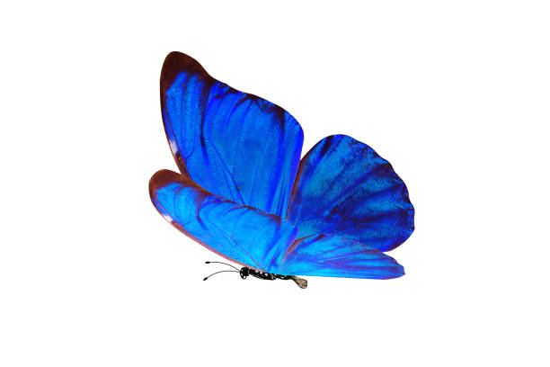 istock tropical blue butterfly. isolated on white 1143007191