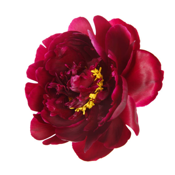 istock Burgundy peony flower isolated on white background 1143007674