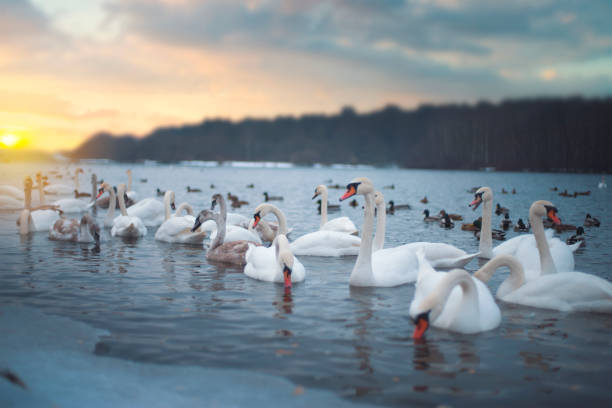 istock Swans swim in the river. 1143008813