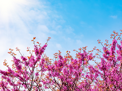 Beautiful nature scene with pink blooming tree, sun and blue sky