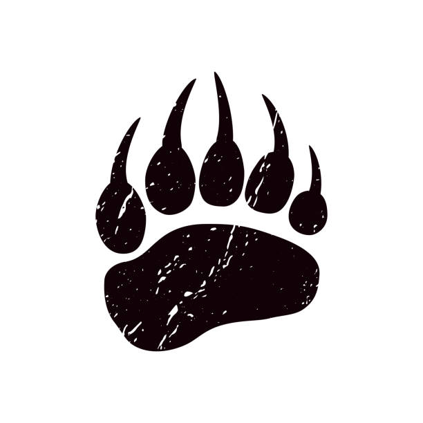 A trace a bear. White silhouette of paw. A trace a bear. White silhouette of paw on a black background. Vector. The imprint of a bear s foot. Logo of the footprint. paw stock illustrations