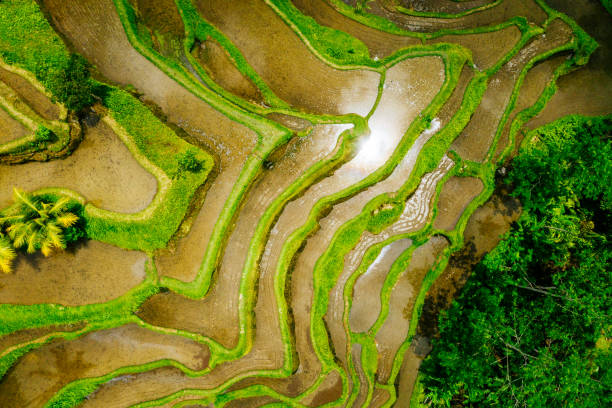 istock Tegallalang Rice Terraces on Bali 1143012979