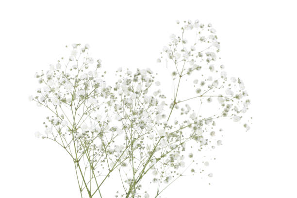 istock Gypsophila flowers isolated on white background 1143013037