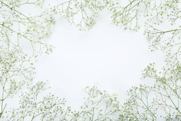 istock Gypsophila flowers on white background 1143013189