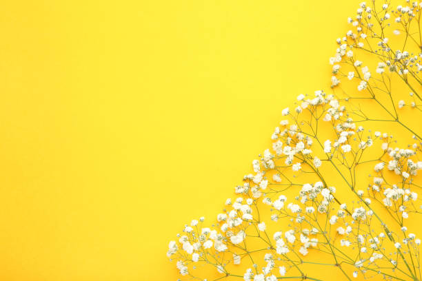 istock White gypsophila flowers on yellow background 1143013281
