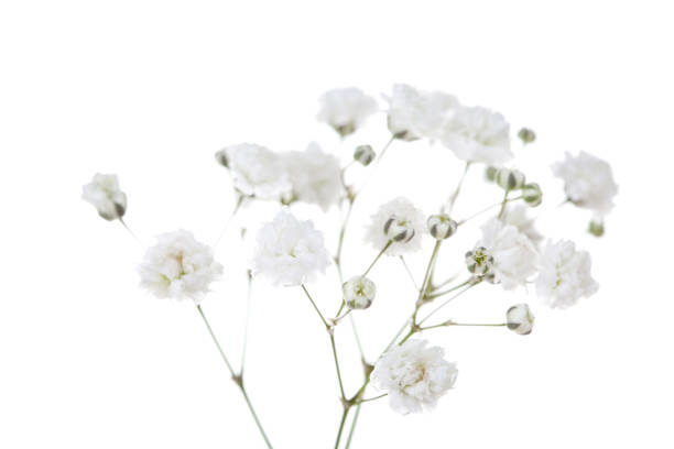 istock Gypsophila flowers isolated on white background 1143013292