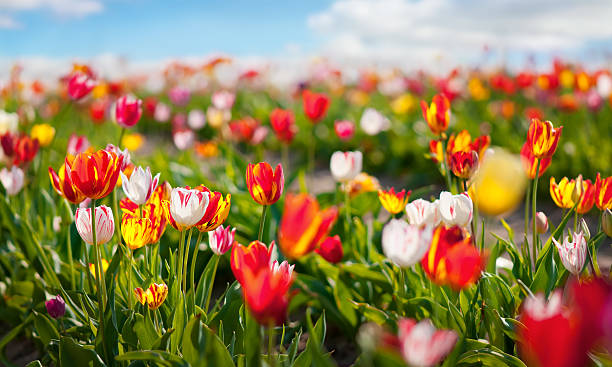 Tulips stock photo